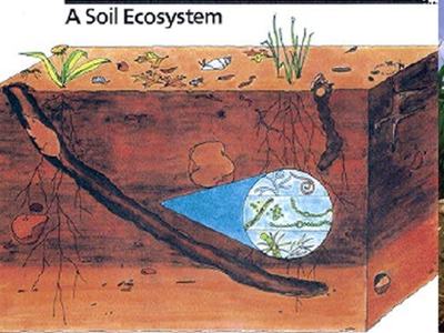 Root Ecology