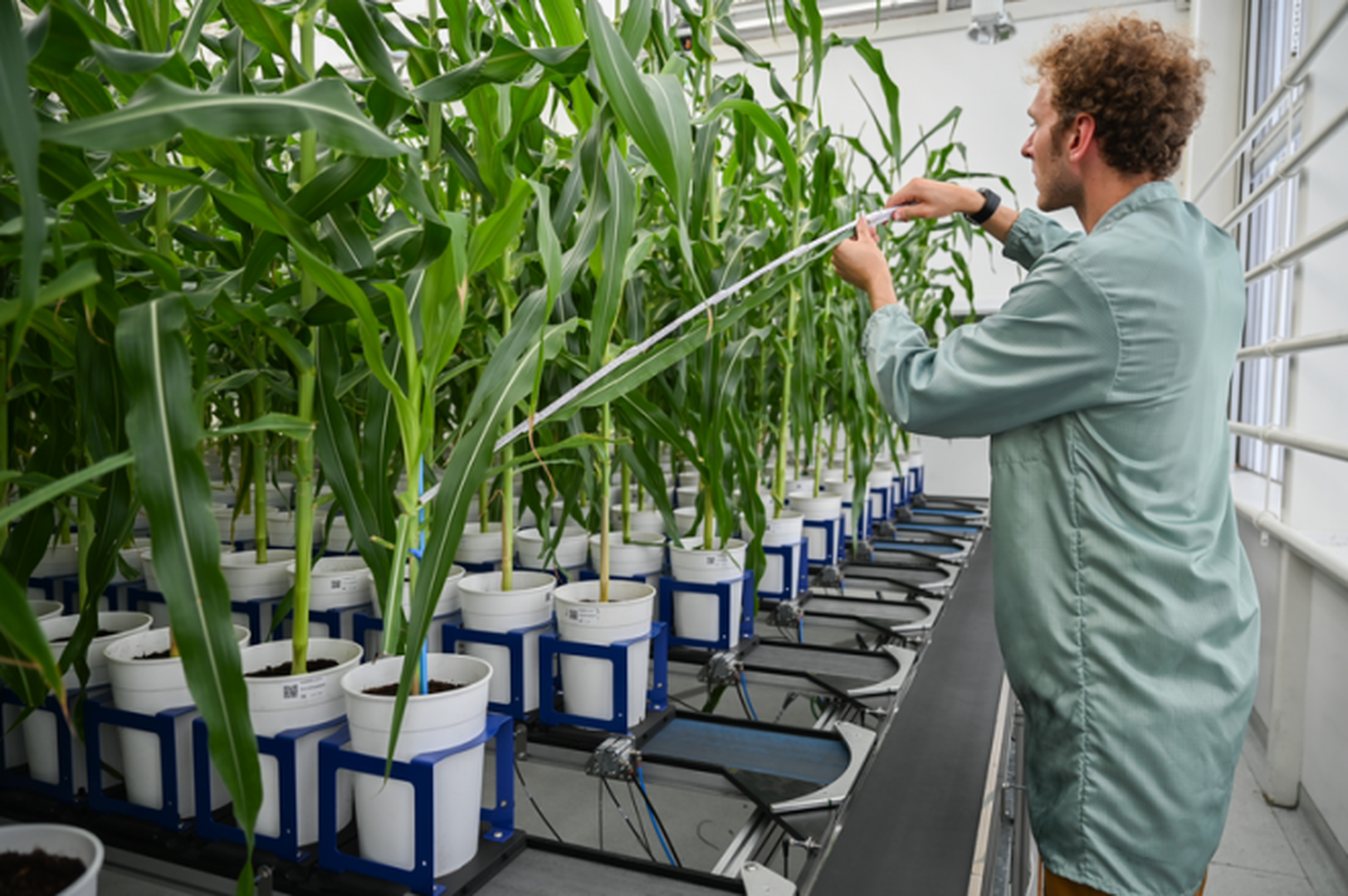 CropDesign