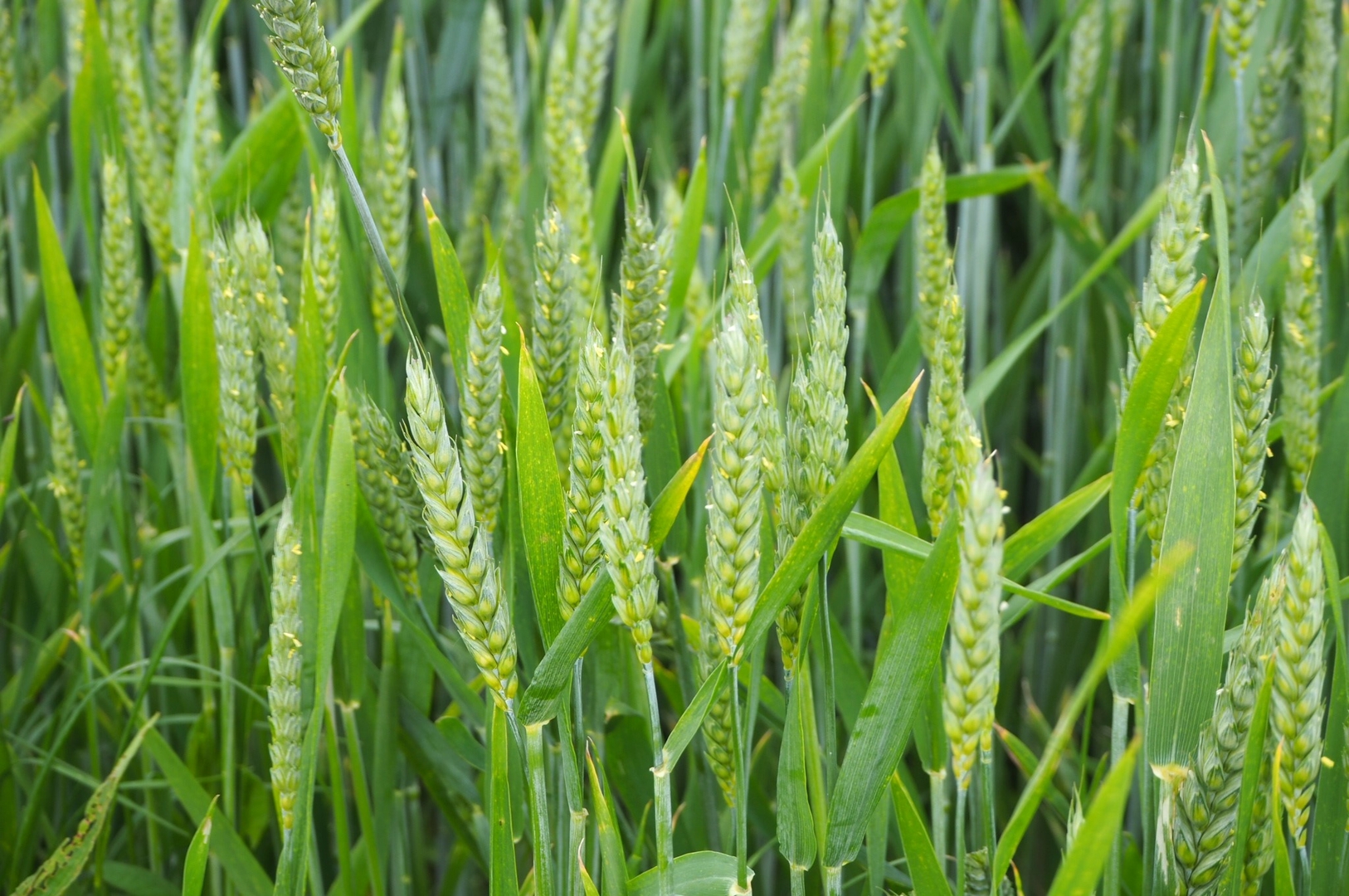 SUSWHEAT SUSWHEAT