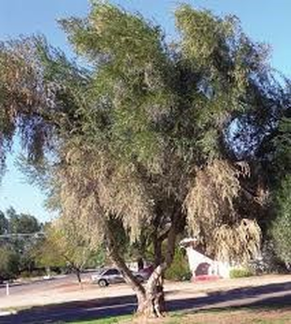 Early stage Verticillium Wilt affected trees Early stage Verticillium Wilt affected trees